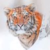 usman_0ke