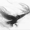blackbird7901
