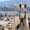 youssef44296