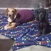 frida_lala