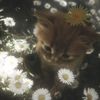 cute1.vel