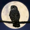 night.owl_who