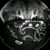 prwttiest_zaza