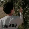 mzqdfaoe3ws