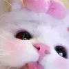 xyanjdd