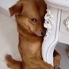 funny_animals68