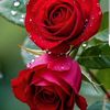 manpreet3829