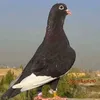 p..t051
