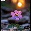 zeny1254