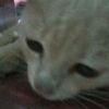 wtfialwaysloveu