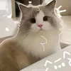k.hang_nek