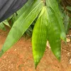 latregiangxuatkhau