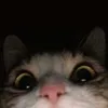 elite_xen8