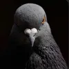 pigeon1541