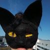 .elliott_on_paws