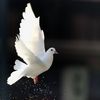 lamiyaislam2517