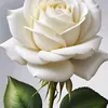 user2804551761778