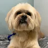 pup_perspective