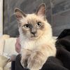 Shroomie the Ragdoll