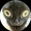 dabloon_cat_lol