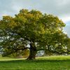 treeoffical