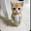 user9290378117778