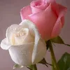 _hira_111