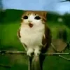 amoameowl4