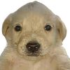 perrito_facha34