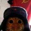 el_davud1
