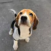 magiiethebeagle