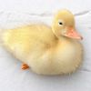 callducklover1