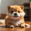 funny.dogs.97