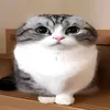 koshka_288mem