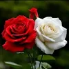 user3254020762967