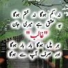 adilafridi7464