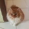 syaa_6121