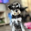 charlotte_minischnauzer