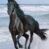 ahmet638076