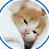 thichh.kitty