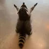 racoonwifi