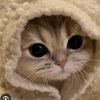 qasqisya_