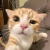 pe.thuy.cute