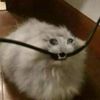 ieatmicrophone