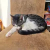 bijoulechat2