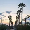 rose_lappp