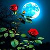 mahnoor.liaqat00