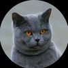 cat stories 111