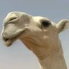 saud_11115