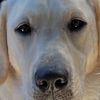 mrdogg46